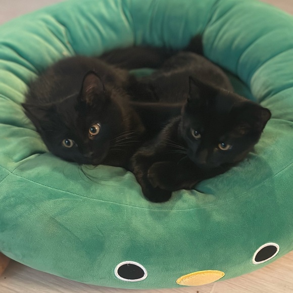 Meet your Posher, Christine - Picture 1 of 1